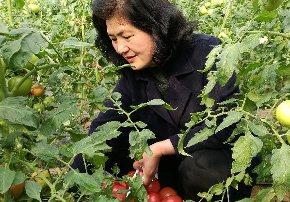 華州“普羅旺斯”西紅柿上市供不應(yīng)求