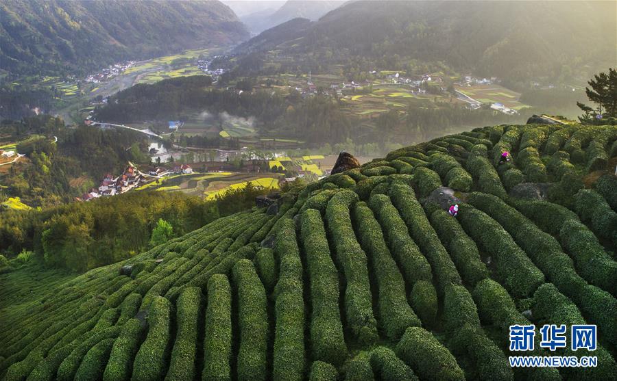 茶園春波滿山來(lái)