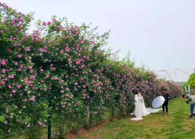 浐灞生態(tài)區(qū)春意盎然 “花墻”刷遍西安人的朋友圈