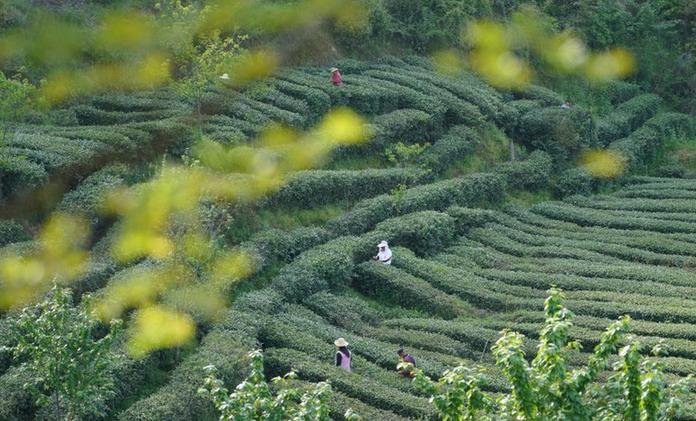 秦巴漢水間，百萬(wàn)畝茶園帶來(lái)綠色“錢”景